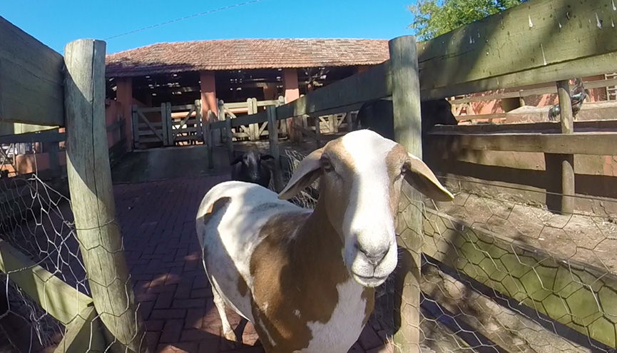 Mini fazenda no Santa Clara Eco Resort