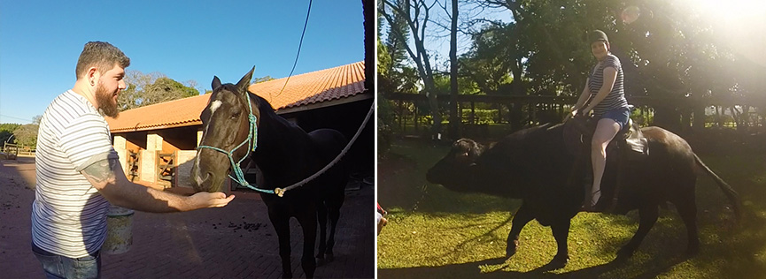 Alimentando o cavalo e andando de búfalo