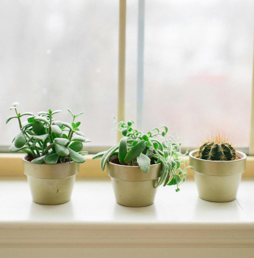 Suculentas na janela