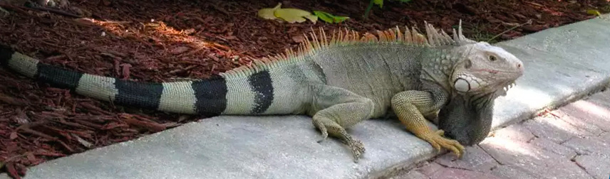 Iguana na rua em Cancun